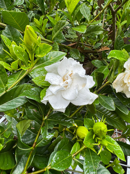 Gardenia florida