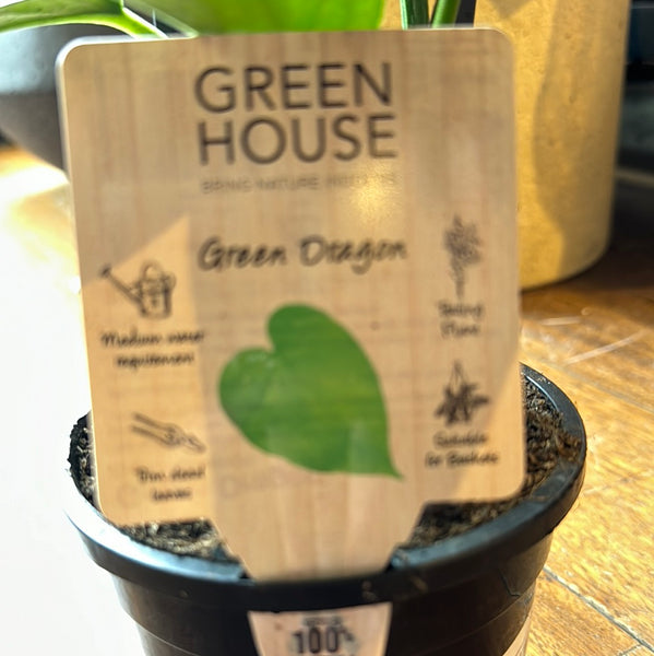 Epipremnum aureum Green Dragon