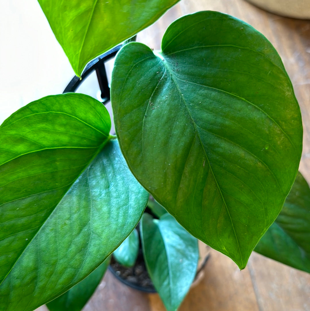 pothos green dragon Epipremnum aureum Green Dragon