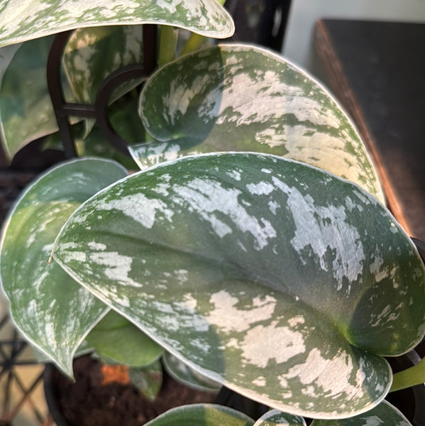 Scindapsus pictus Silver Satin