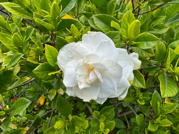 Gardenia florida