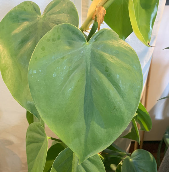 Philodendron cordatum Heart Leaf