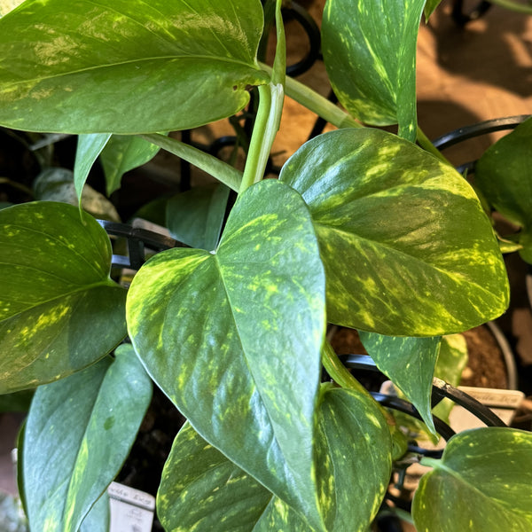 Epipremnum aureum Devils Ivy
