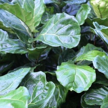 Ficus lyrata Bambino