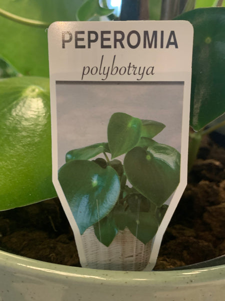 Peperomia polybotrya Raindrop
