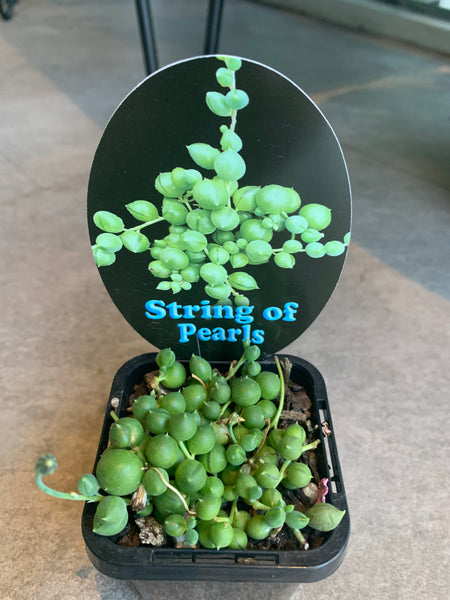 Senecio rowleyanus String Of Pearls