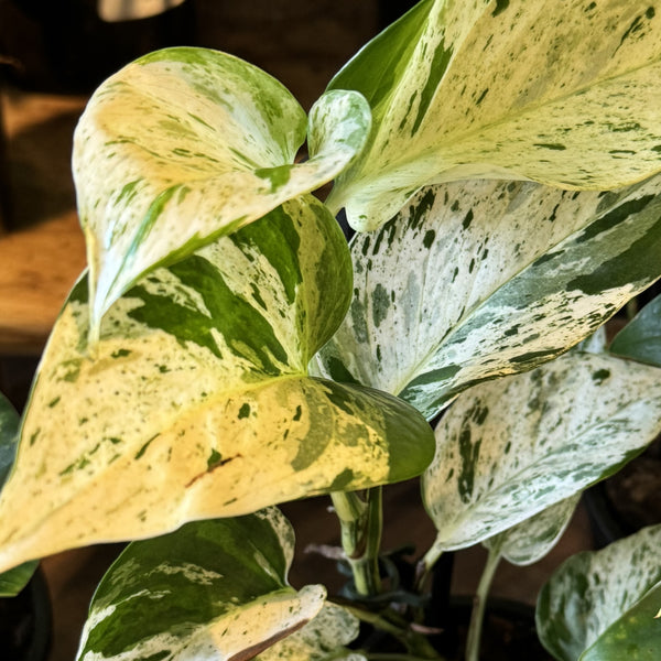 Epipremnum aureum Marble Queen