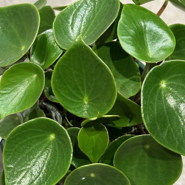 Peperomia polybotrya Raindrop