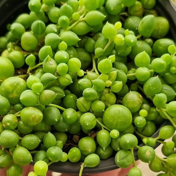 Senecio rowleyanus String Of Pearls