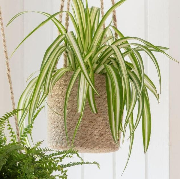 Woven Hanging Plant Pot