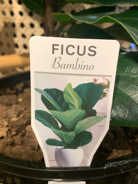Ficus lyrata Bambino