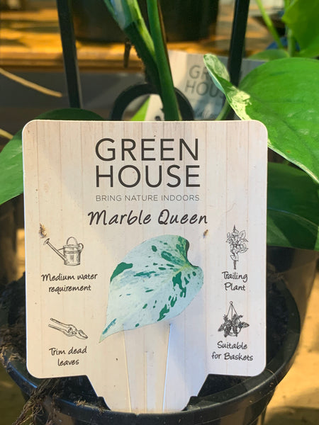 Epipremnum aureum Marble Queen