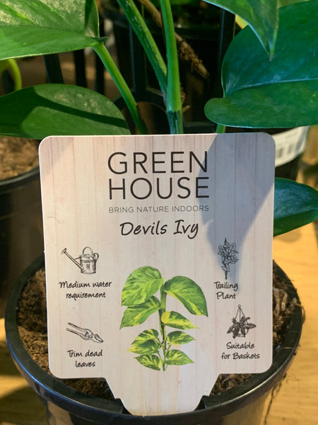 Epipremnum aureum Devils Ivy