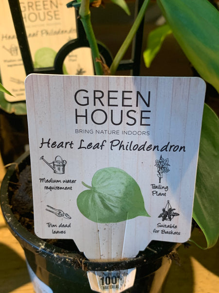 Philodendron cordatum Heart Leaf