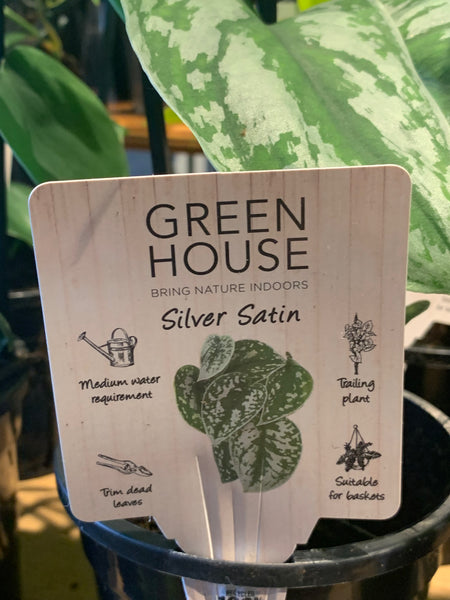 Scindapsus pictus Silver Satin