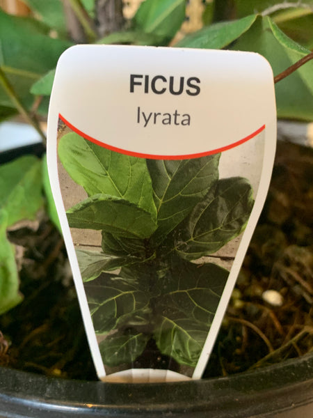 Ficus lyrata