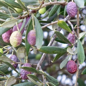 Olea europaea Verdale