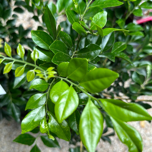 Murraya paniculata