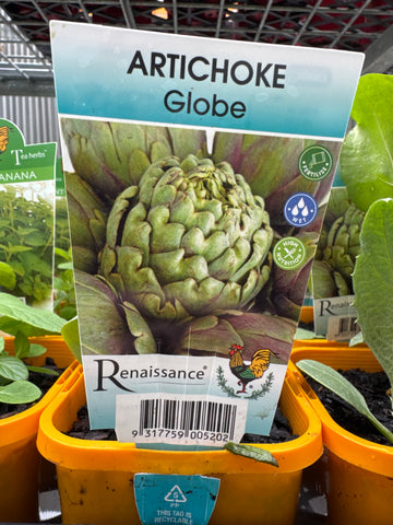 Artichoke - Globe