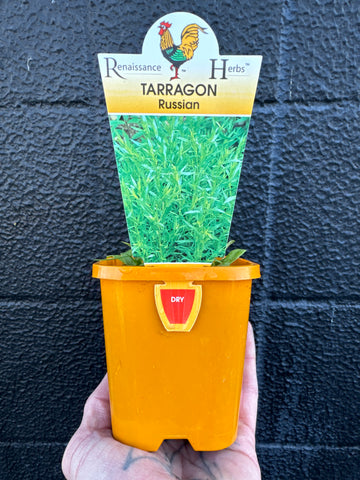 Russian Tarragon 100mm