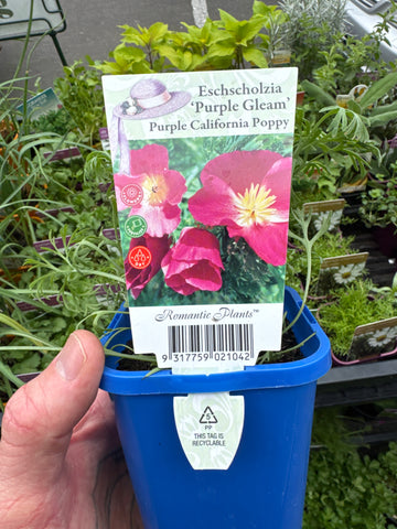 Eschscholzia californica - Purple Gleam