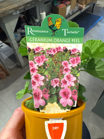 Geranium - Orange Peel