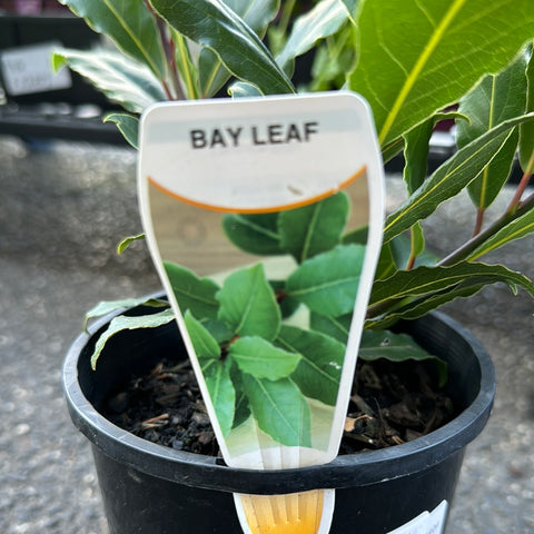 Laurus nobilis Bay Tree