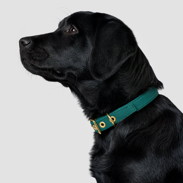 *Recycled Canvas Dog Collar - Forest Green: Large