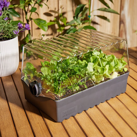 Backyard Farmer Flori Seed Raising Kit