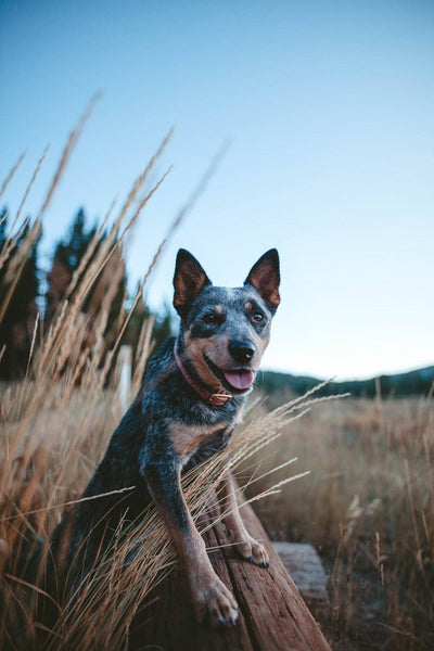 *Recycled Canvas Dog Collar - Dusty Pink: Small