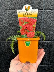 Achillea - Red Yarrow