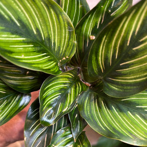 Calathea Beauty Star