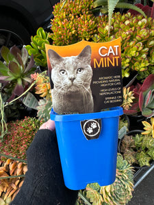 Cat Mint 100mm