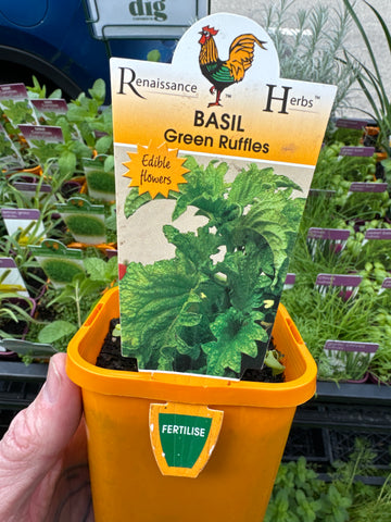 Basil - Green Ruffles