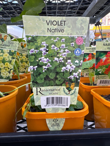 Native Violet