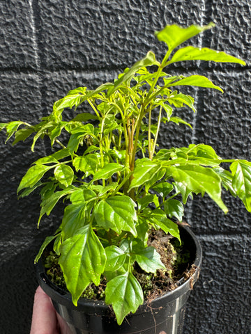 Radermachera sinica - Asian Bell