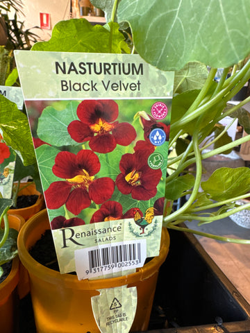 Nasturtium - Black Velvet