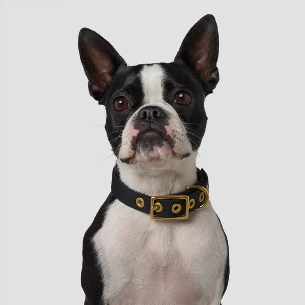*Recycled Canvas Dog Collar - Black: Small