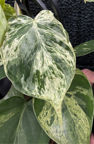 Philodendron cordatum Variegata 130mm