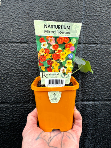 Nasturtium - Mixed