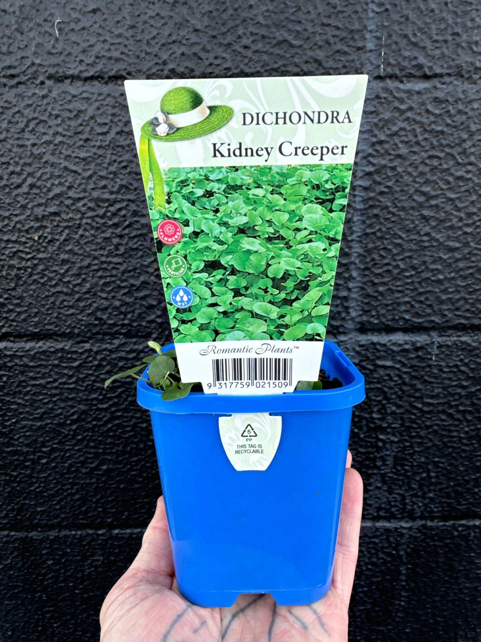 Dichondra - Kidney Creeper