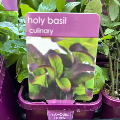 Basil Holy