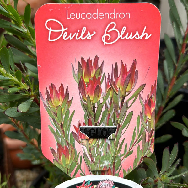 Leucadendron 200mm