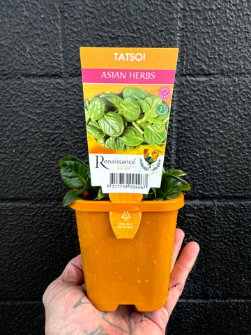 Tatsoi