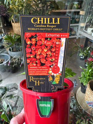 Chilli - Caraolina Reaper