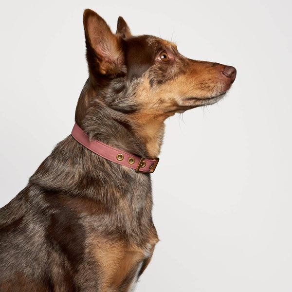 *Recycled Canvas Dog Collar - Dusty Pink: Large