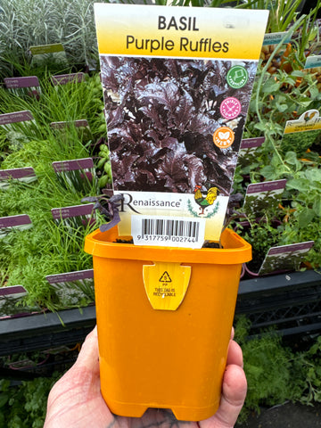 Basil - Purple Ruffles