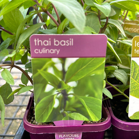 Thai Basil