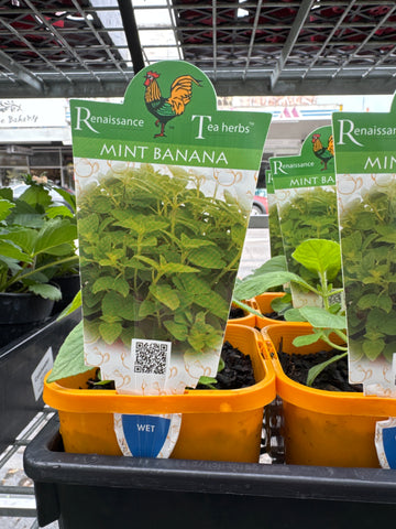 Mint - Banana