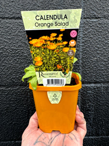 Calendula - Orange Salad